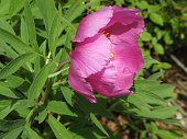 08 Peonia